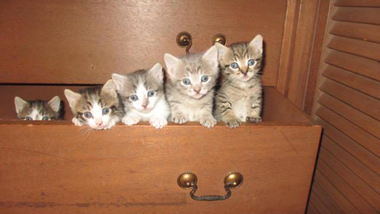 Kittens in a Drawer, Organized by Height for Your Convenience