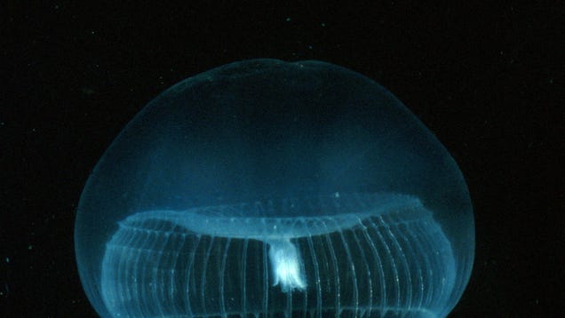This Is Why Glowing Jellyfish Proteins Have Revolutionized