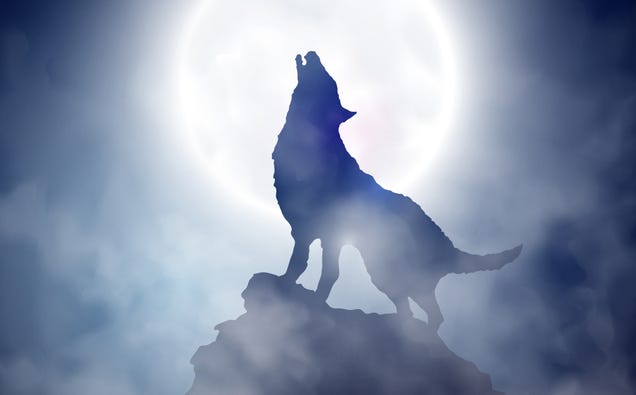 Por qué los lobos no aúllan a la Luna y otros mitos de estos animales
