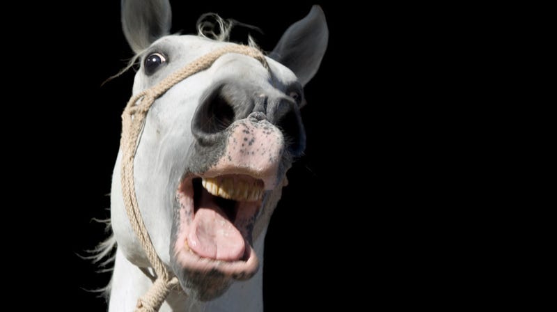Illustration for article titled Norwegian teen eats pet horse, says it was delicious