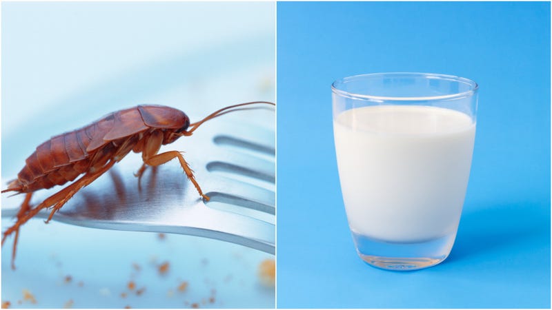 Image result for pictures of cockroach milk
