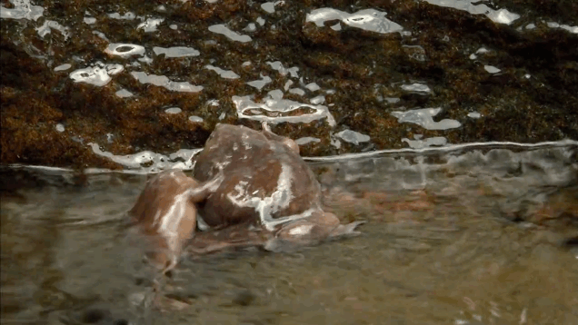 The World's Ugliest Frog Has An Adorably Clumsy Mating Ritual