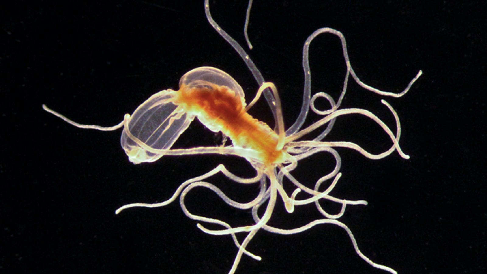 What makes sea anemones immortal?