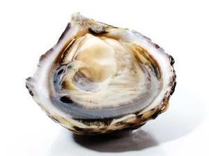 Illustration for article titled Happy Oyster!
