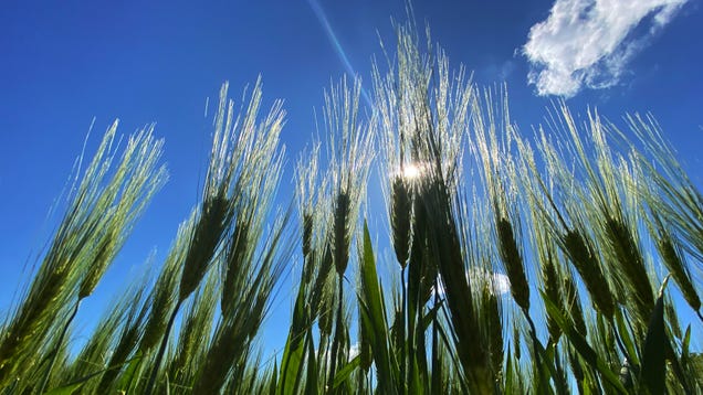 The A.V. Club on Flipboard: Actors and producers risk safety, defy shutdown  to complete all-important Children Of The Corn reboot