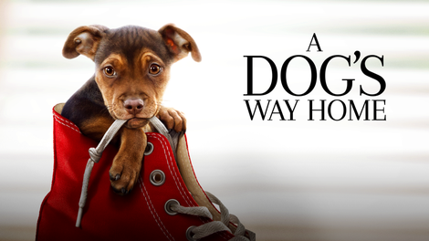 Watch Full Movie Streaming Online 4k A Dogs Way Home Movie Cast