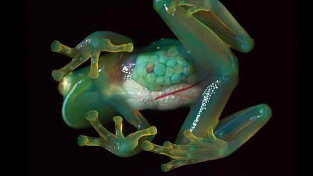 This Otherworldly Amphibian Has A Completely Transparent