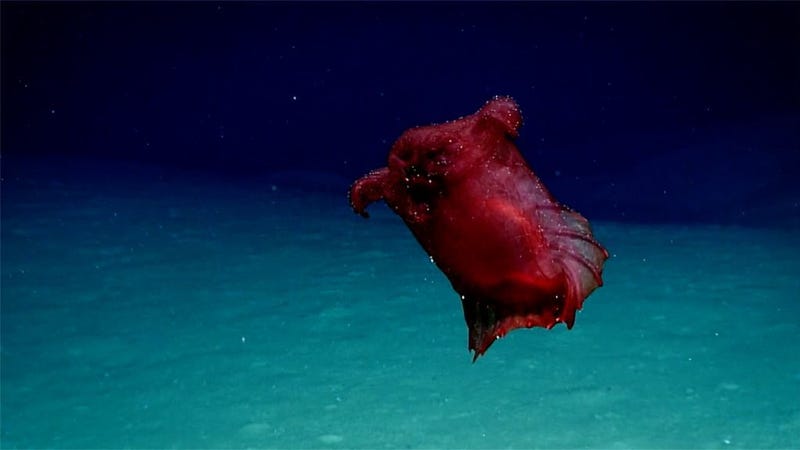 Image result for Mesmerizing Deep-Sea â€œHeadless Chicken Monsterâ€ Filmed in the Southern Ocean