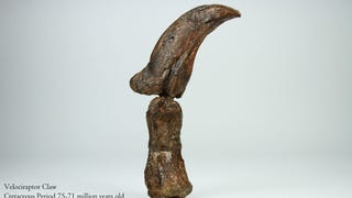 Buy This Actual Velociraptor Claw for Surprisingly Little Money