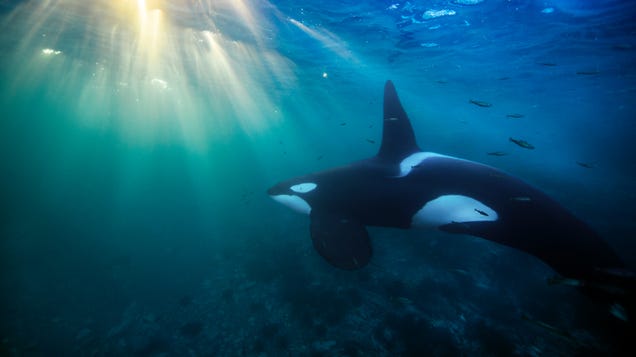 Mass Die-Off of Orcas Feared Due to Chemicals Banned in the '70s