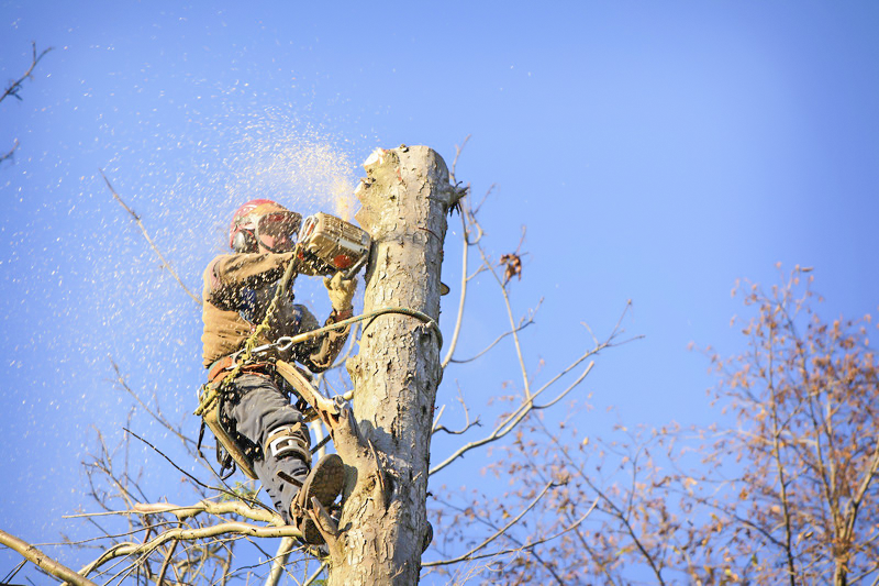 Illustration for article titled Specialized Landscaping Contractors Can Help Your Yard
