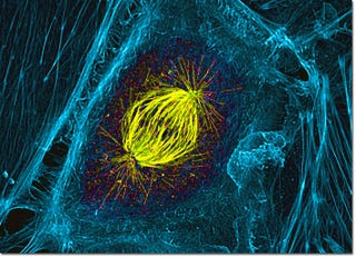 Illustration for article titled Your Chromosomes Are Ripping Themselves Apart