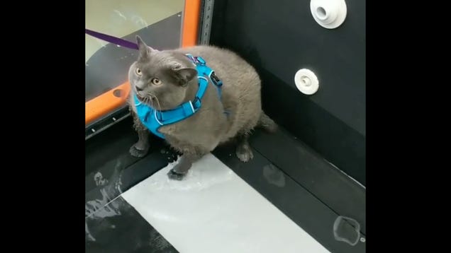 xpzjqykqasyaxajv0msd.jpg