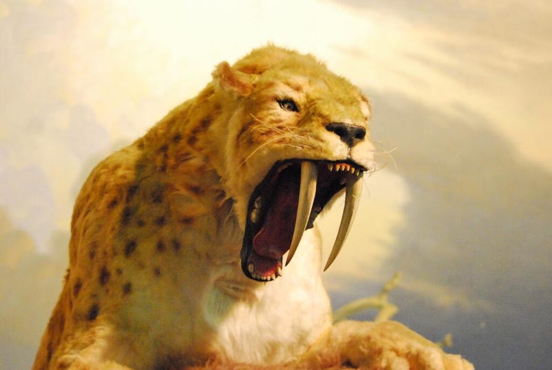 How evolution could bring back the sabercat