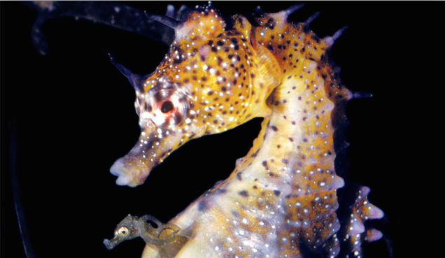 What Really Happens When Male Seahorses Are Pregnant