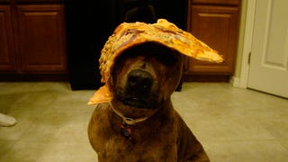Illustration for article titled Food On My Dog Is the Most Wonderful Thing on the Internet Today