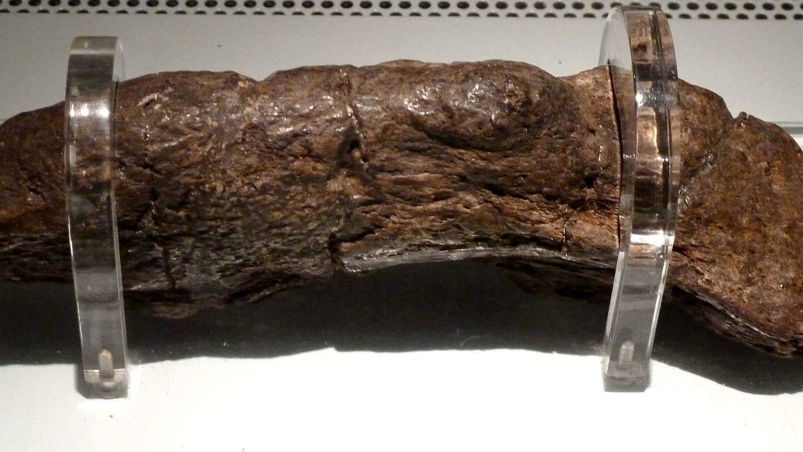 Este gigantesco excremento humano es el más grande y antiguo jamás encontrado (y pertenece a un