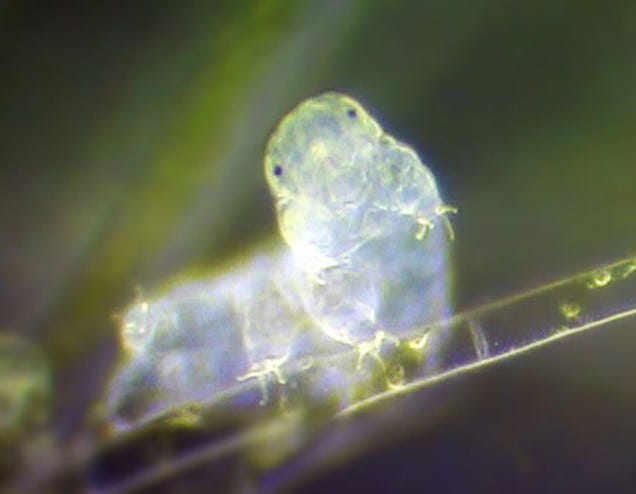 photo of Indestructible Water Bears Have a Genome That Is Seriously Weird image