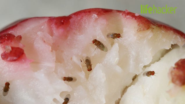 How to Get Rid of Fruit Flies in Your Kitchen