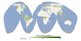 Illustration for article titled The height of the world's forests in map form