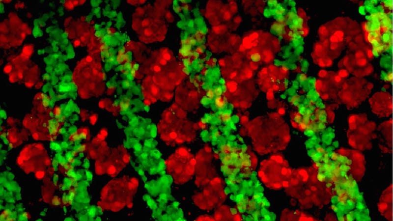 Growing liver cells and connective tissue under a fluorescence microscope. Credit: Stevens, et al. Science Translational Medicine
