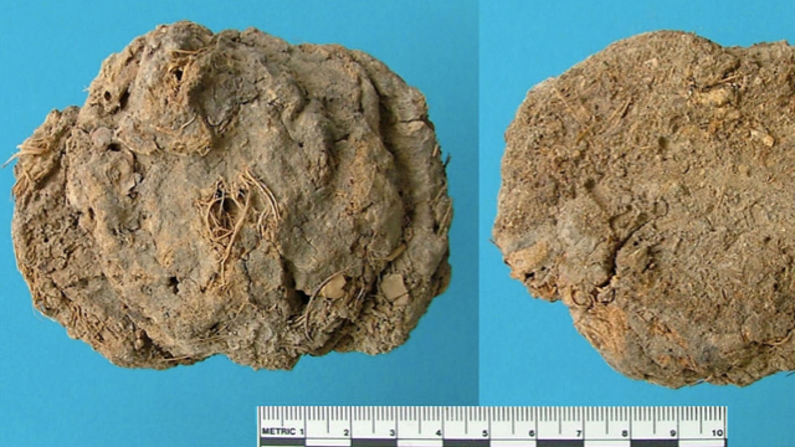fossilized poop is called