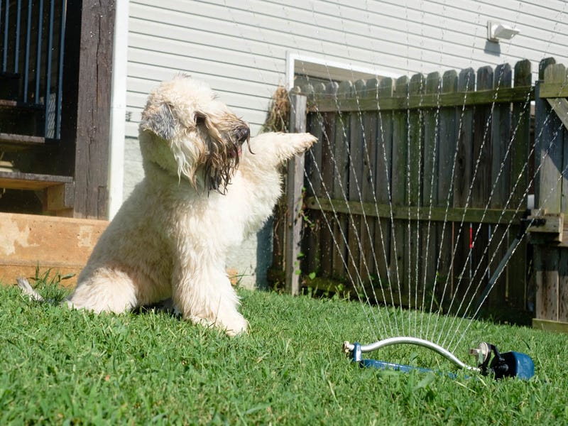 White dog playing with a sprinkler