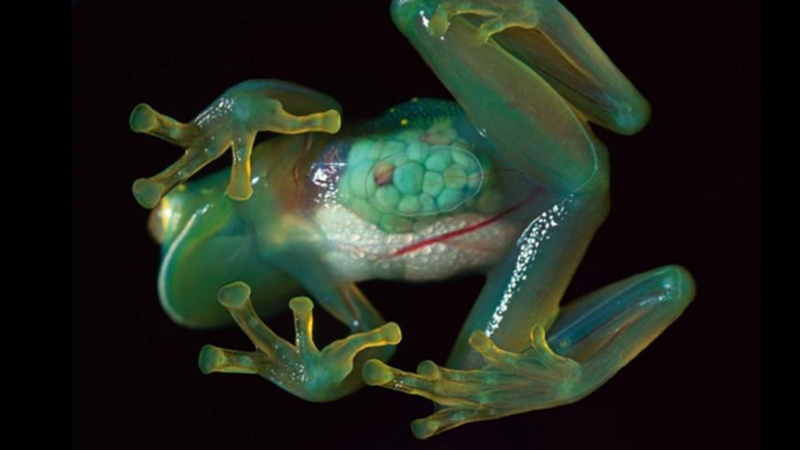This otherworldly amphibian has a completely transparent underbelly
