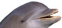 Flappy the Dolphin