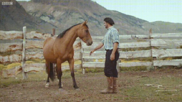 How to Tame a Wild Horse