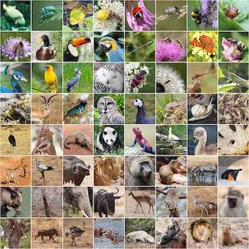 The Animal Kingdom