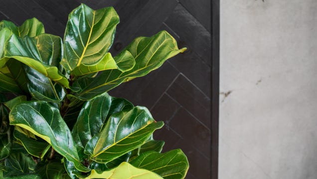 Don't Buy These Houseplants That You'll Probably Kill