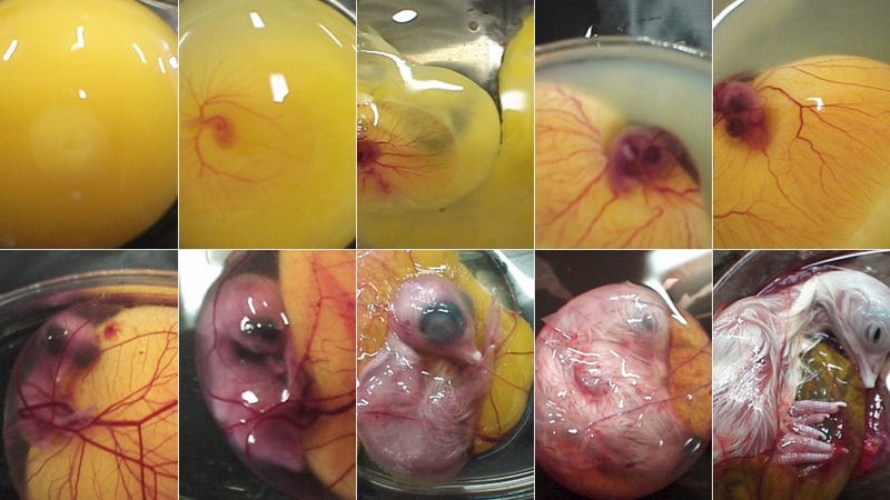 And now, a chicken grown in a Petri dish