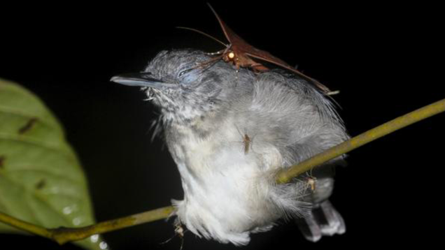 Moths Caught Drinking Tears From the Eyes of Sleeping Birds