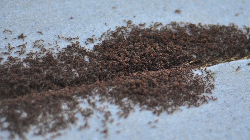Illustration for article titled So Sweet! These 7,000 Ants Are Best Friends!