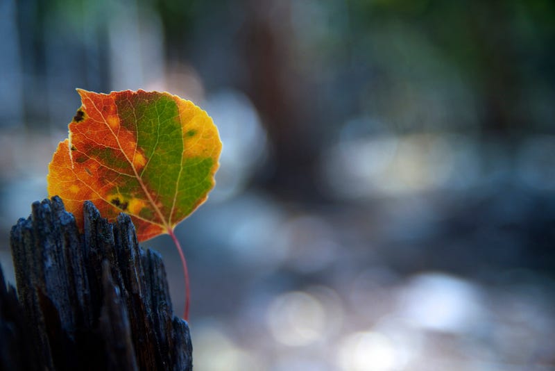 Illustration for article titled Shooting Challenge: Fall Leaves 2014
