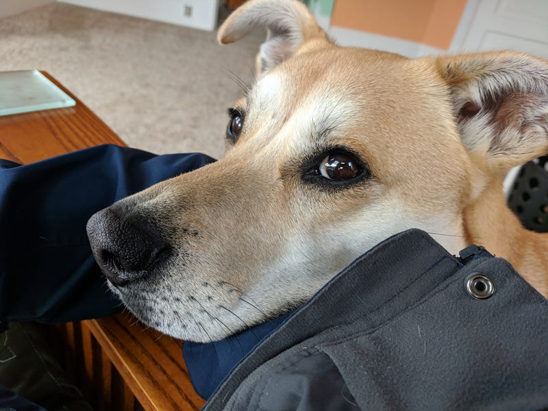 Illustration for article titled Pooch does a pout.