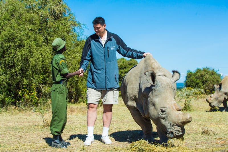 Yao Ming makes everything look tiny, including rhinos.