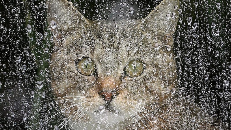 Illustration for article titled Pentagon Official Abuses Power in Pursuit of Cat Care