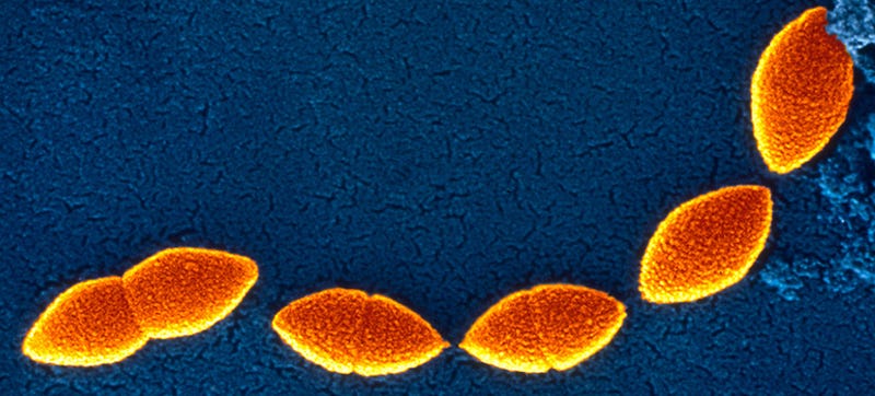 Illustration for article titled The Answer to Tackling Superbugs Could Be More Superbugs