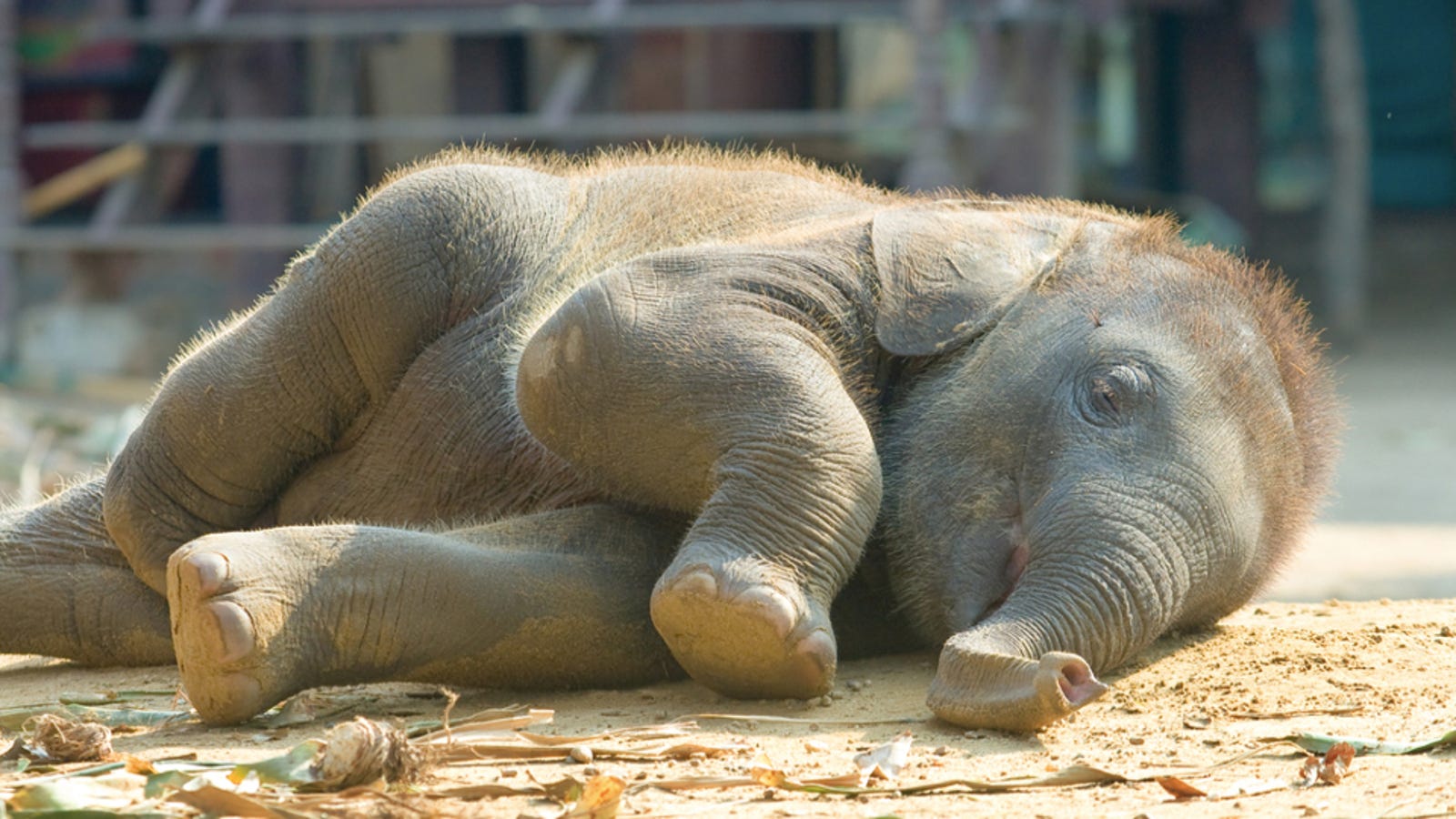 Слон спит картинки