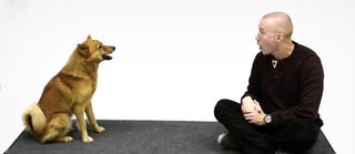 Illustration for article titled How dogs react when a human dog impersonator barks at them