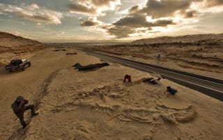 Illustration for article titled How a Mass Whale Graveyard Ended Up Beneath a South American Highway