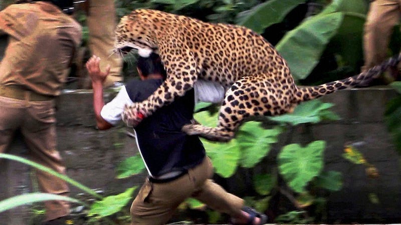 A ManEating Leopard Is Running Wild in Nepal