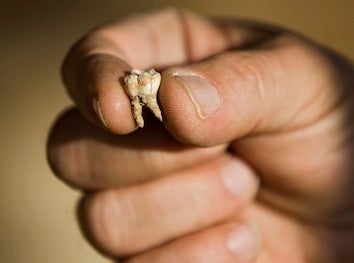 Illustration for article titled Ancestral Discovery Could Rewrite Human History