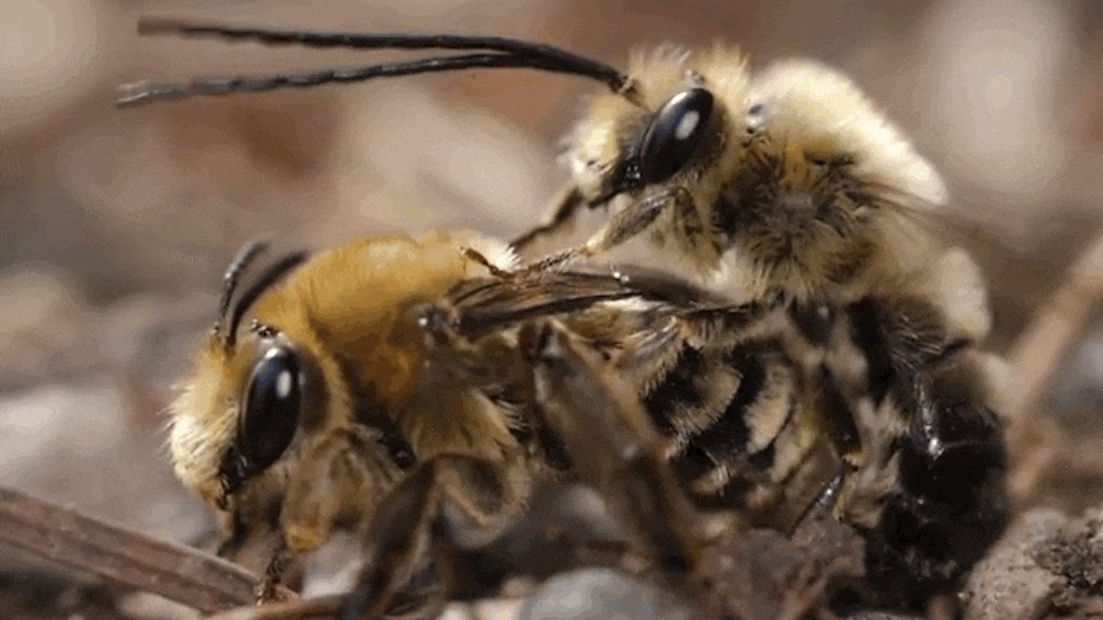 можно ли сажать пчелу на член фото 68