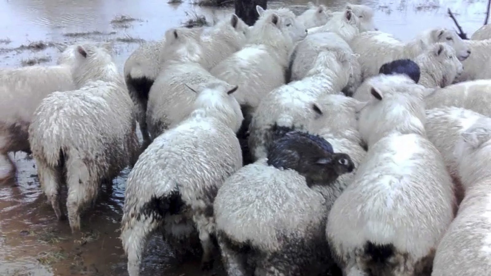 photo of Wild Rabbits Caught Hitchhiking on Sheep to Escape Flood image