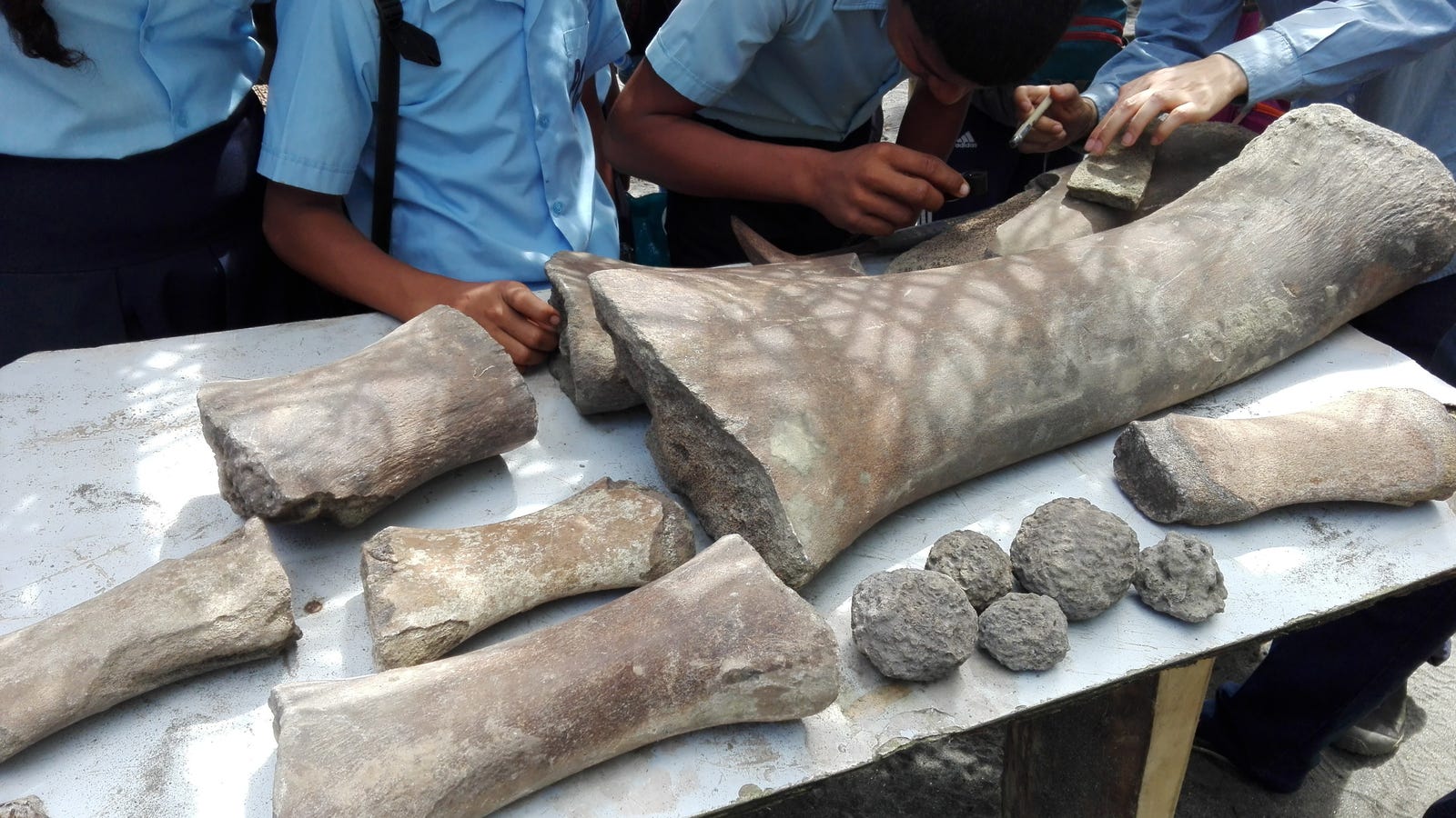 Fossil Hunters Found Bones From an Ancient Whale... and Then They Saw the Bite Marks