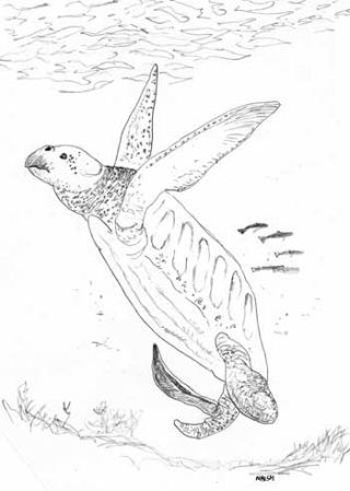 Illustration for article titled The Terrifying Sex Organs of Male Turtles