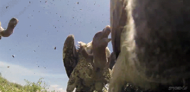 Video shows what it looks like when vultures attack a carcass in nature